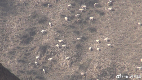 靖边县杨米涧镇：封山禁牧令成一纸空文 副镇长称执行政策不能太教条