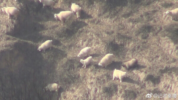 靖边县杨米涧镇：封山禁牧令成一纸空文 副镇长称执行政策不能太教条