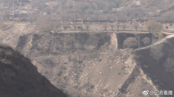 靖边县杨米涧镇：封山禁牧令成一纸空文 副镇长称执行政策不能太教条