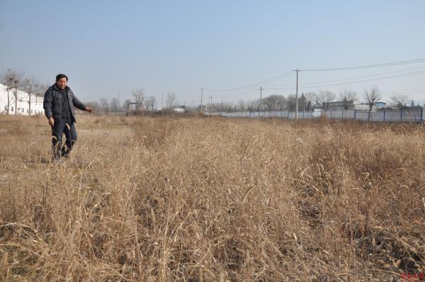 西安临潼区百亩土地荒芜多年 复垦刚有收获却遭强行收回
