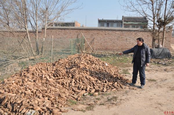 西安临潼区百亩土地荒芜多年 复垦刚有收获却遭强行收回