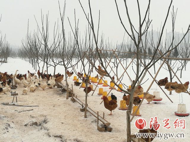 宝鸡十佳农民专业合作社北庵村金田种养殖合作社发展纪事