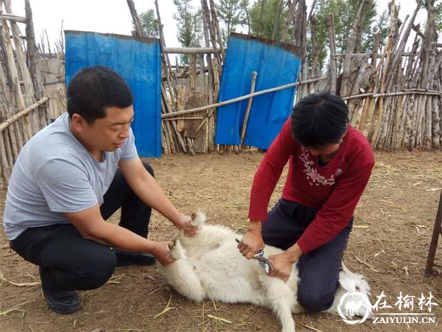 神木市五大项目惠及大保当镇阿拉堡自然村80户贫困户