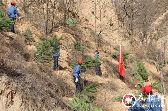 清涧九里山治超站积极参加义务植树活动