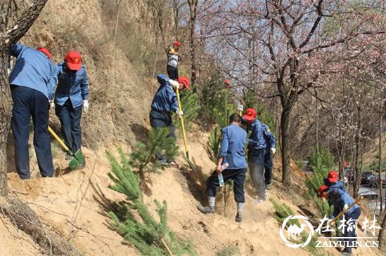 清涧九里山治超站积极参加义务植树活动