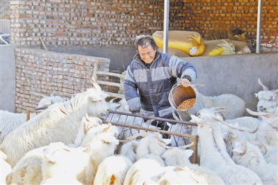 1月2日，神木市高家堡镇刘家畔村村民牛引平精心饲喂羊子