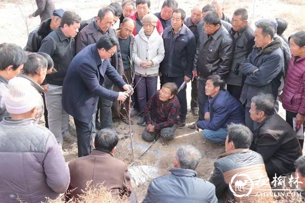 横山区科技特派员现场指导果树修剪技术