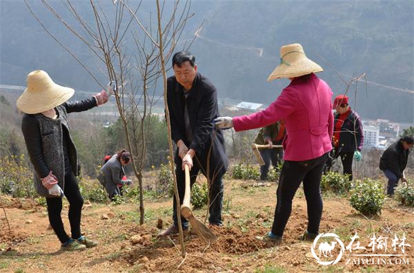 汉中市西乡县堰口镇大力植树造林促脱贫