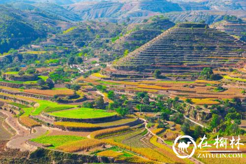 子洲：描绘村美业强新画卷