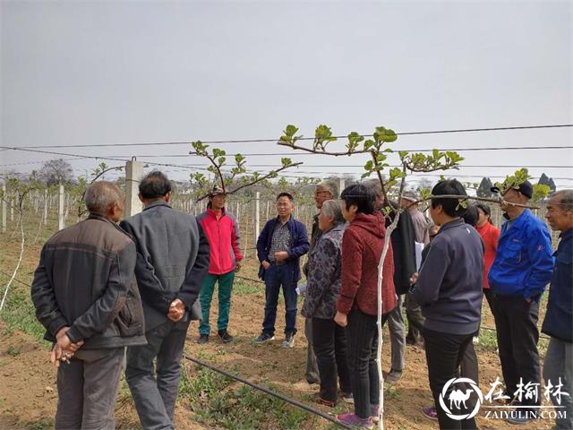 渭南市临渭区果菜局春季果树管理培训正当时
