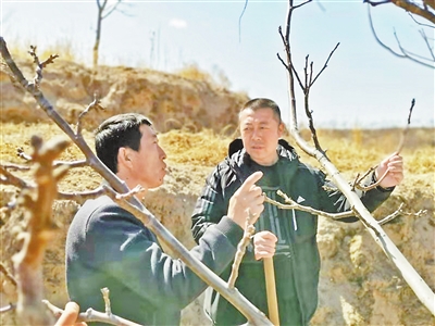 苏诚（右）查看核桃树的生长情况