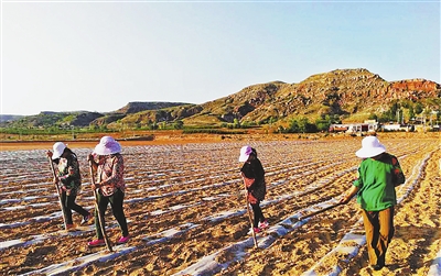 高标准农田种植