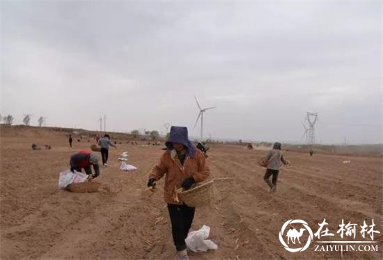 靖边天赐湾镇流转500亩土地种“旱地红葱”