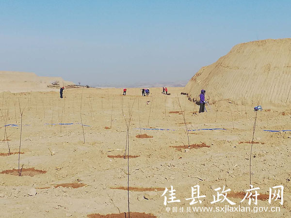 佳县县委副书记任向军调研王家砭镇山地苹果