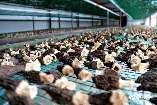 府谷县民富兴农业合作社40余亩羊肚菌喜获丰收