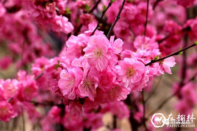 “海红花开 大美府谷”府谷海红花观赏节正式启动