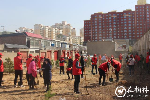 榆阳区驼峰办兴中路社区开展“共创森林城市 同添一抹新绿”植树活动