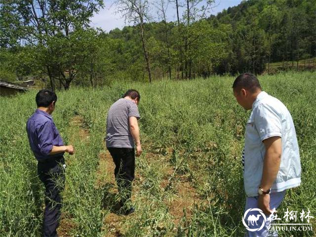 汉中市西乡县突遭受狂风冰雹袭击 干群协力生产自救