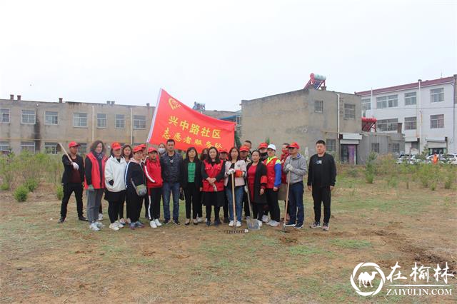 榆阳区驼峰办兴中路社区：一场春雨后 社区种花忙