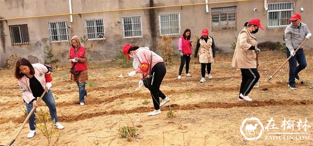 榆阳区驼峰办兴中路社区：一场春雨后 社区种花忙