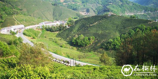 中国著名茶乡汉中西乡堰口镇第五届罗镇茗园三合村茶旅文化活动成功举办