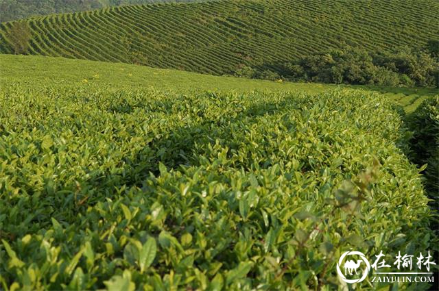 中国著名茶乡汉中西乡堰口镇第五届罗镇茗园三合村茶旅文化活动成功举办