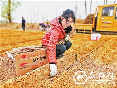 白玉山药成为横山区群众致富新产业