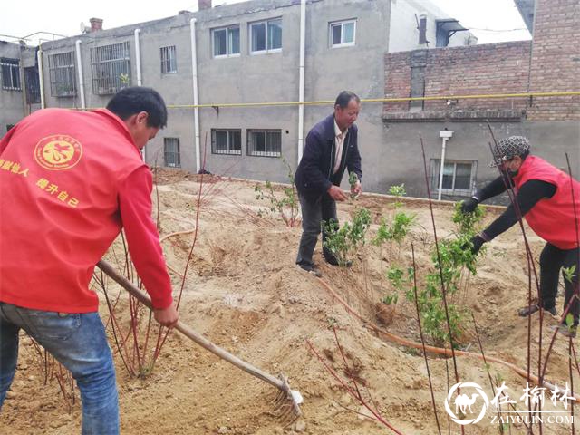 榆阳区新明楼街道办八狮社区因地制宜植树种花草