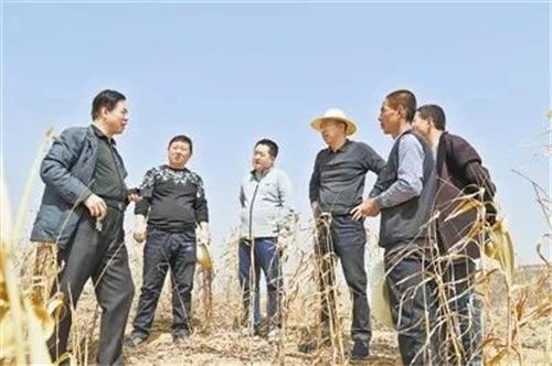 绥德县义合镇胡家沟村第一书记兼工作队长高强：一枝一叶总关情