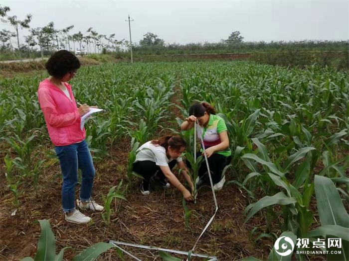 渭南市临渭区开展玉米苗情调查 指导夏玉米生产