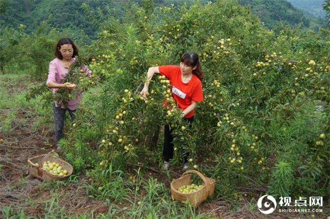 第二届中国陕西汉中西乡堰口镇檀木村李子采摘节成功举办