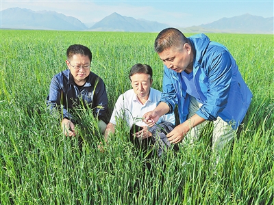 任榆田研究员与团队在研究燕麦草的生长情况