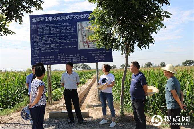 渭南市农技中心检查临渭区夏玉米绿色高质高效创建项目工作
