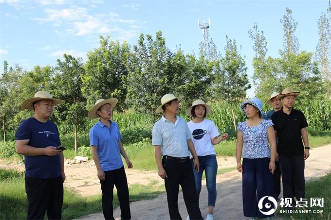 渭南市农技中心检查临渭区夏玉米绿色高质高效创建项目工作