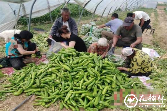 靖边县王渠则镇代黄口村产业兴旺为乡村振兴注入澎湃动力
