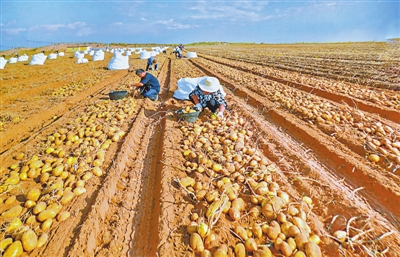 神木市宫泊沟农业示范园的2000亩土豆喜获丰收