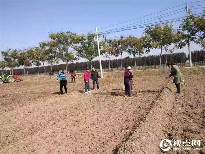 陕西省渭南市临渭区认真落实小麦肥效试验工作