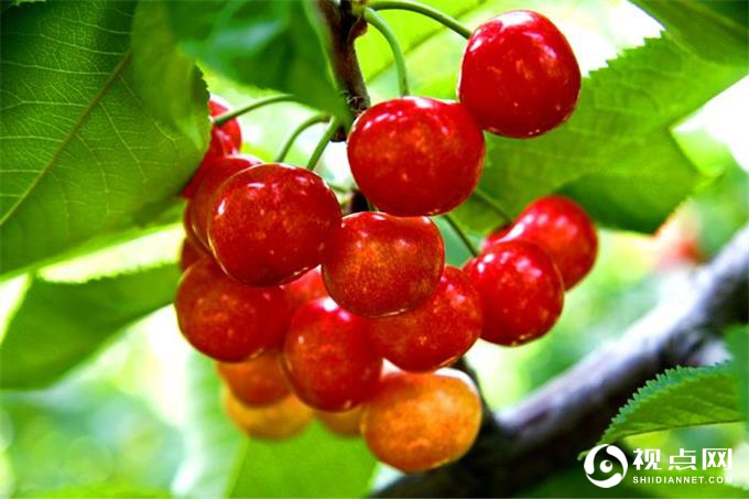 澄城县荣获2019年度中国果业最受欢迎的名优果品区域公用品牌