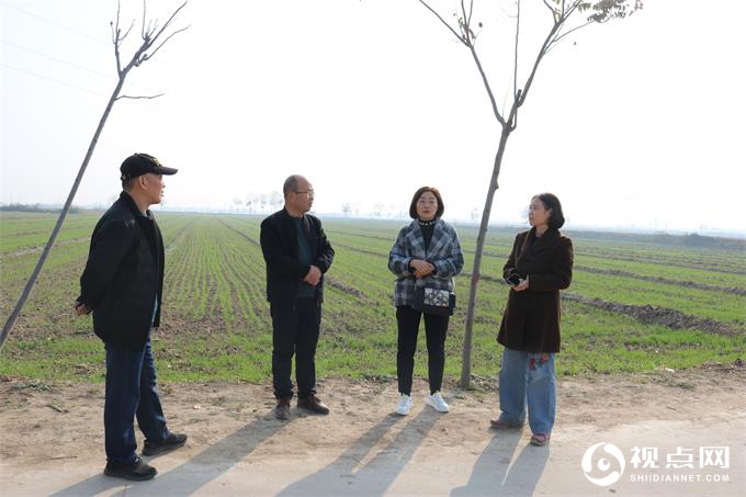 渭南市农技中心一行来临渭区指导与调研小麦冬前田间管理