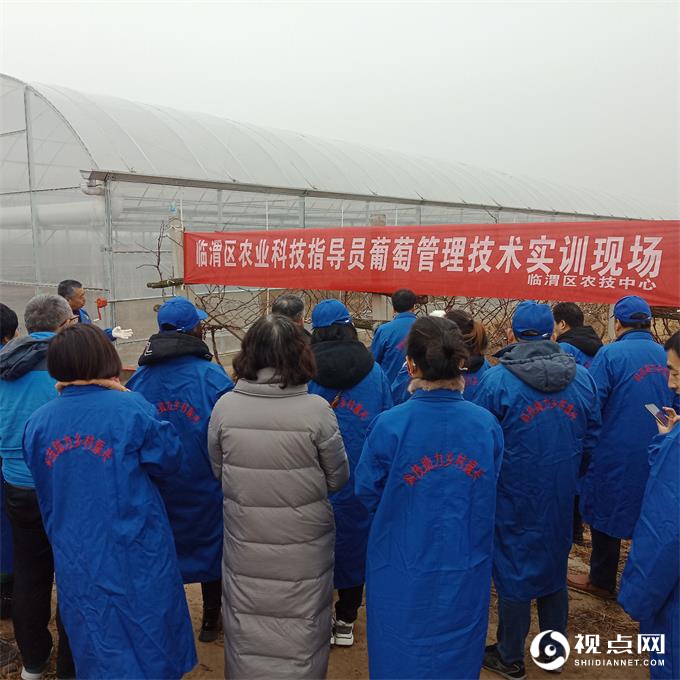 临渭区农技中心召开科技指导员葡萄冬季管理技术培训会