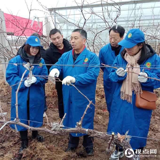 临渭区农技中心召开科技指导员葡萄冬季管理技术培训会