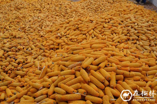 神木市大保当镇十件实事惠民生