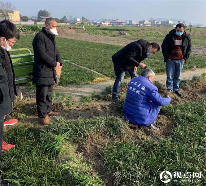 2月6日，新德镇镇长杜林一行走访麦冬种植大户，了解疫情防控期间的用工需求情况