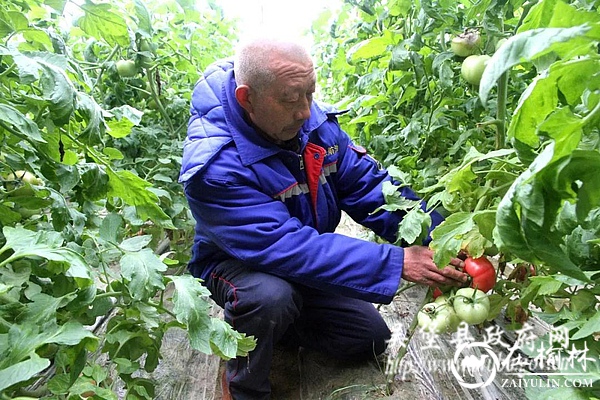 吴堡东庄村蔬菜大棚迎来全面“复苏”