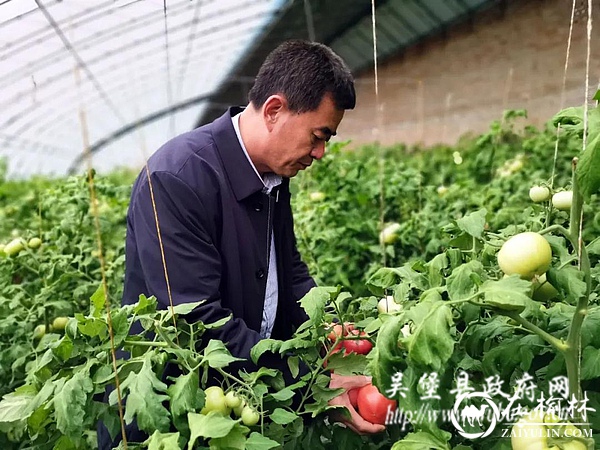 吴堡东庄村蔬菜大棚迎来全面“复苏”