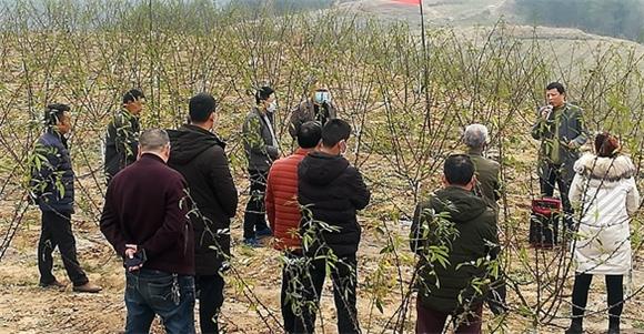 四川省三台县：藤椒管护齐上阵，不负农时不负春