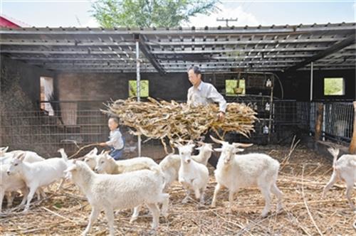 李俊明给羊群喂草料（资料照片）