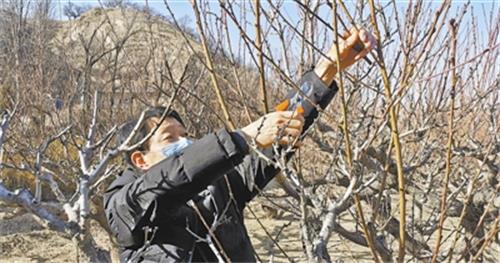 图为崔家湾镇贺家湾村一位农民正忙着修剪桃树。