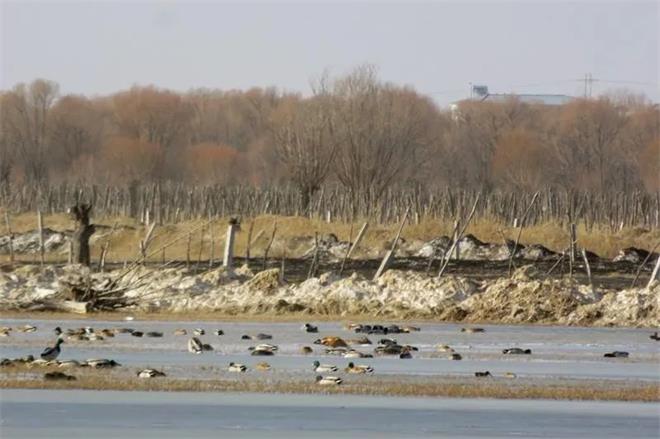 榆阳河口天鹅自然保护地迎来了大批迁徙候鸟