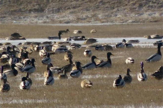 榆阳河口天鹅自然保护地迎来了大批迁徙候鸟